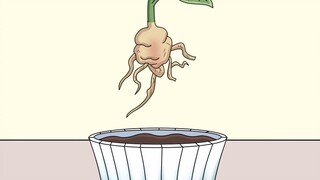 If you eat so many roses and they don’t grow well, it’s probably because the roots are broken.