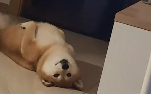 Do you want to be a cute dog, or a quirky, weird dog?