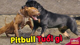 Top 7 giống chó khổng lồ nguy hiểm và đáng sợ hơn cả Pitbull | Hóng Khám Phá