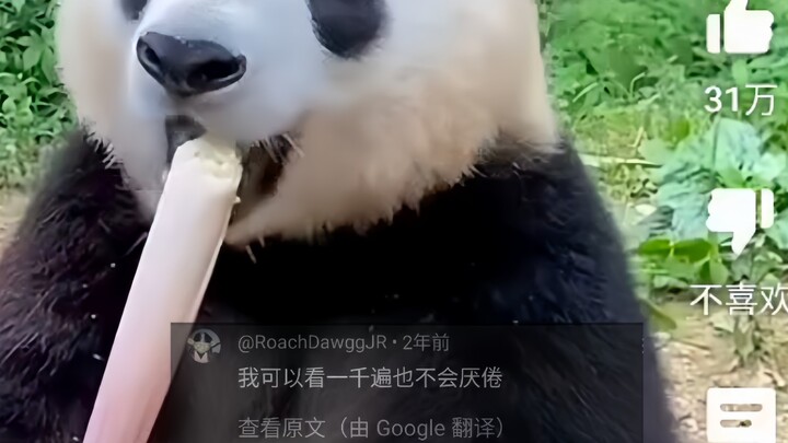 Di media sosial luar negeri ramai membahas panda Tiongkok yang asyik makan bambu secara mendalam, te