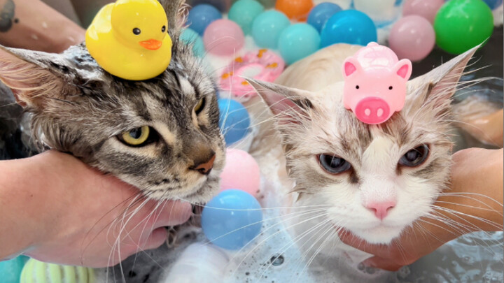 Cặp mèo Maine Coon và Ragdoll cùng nhau tắm tiên số một trên mạng