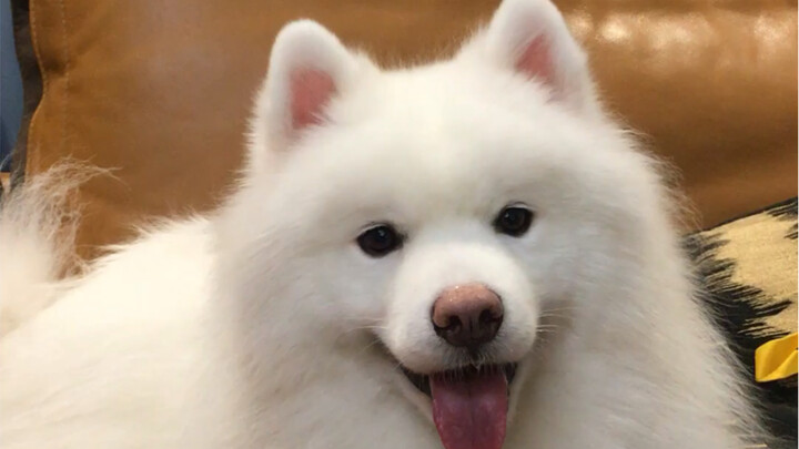 Raising such a goofy, silly pet makes it hard not to be happy!