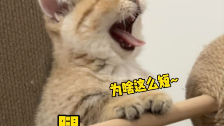 Xiao Ber Lou: How high I can jump depends on how tall I grow.