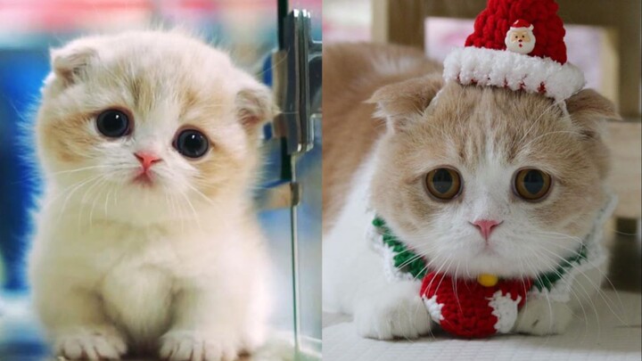 Awei, ini kan kucing kecil yang udah kamu besarin dari kecil nih!