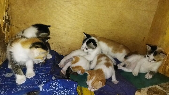 anak kucing