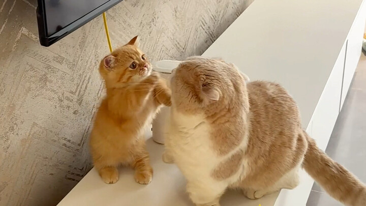 Đại Lang quả thực đã thể hiện triệt để lối cư xử hai mặt rồi～