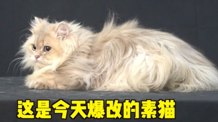 素 猫 改 造 计 划