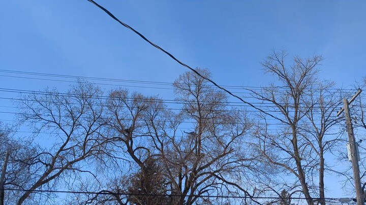 Canadian Helicopter 🚁 Landing