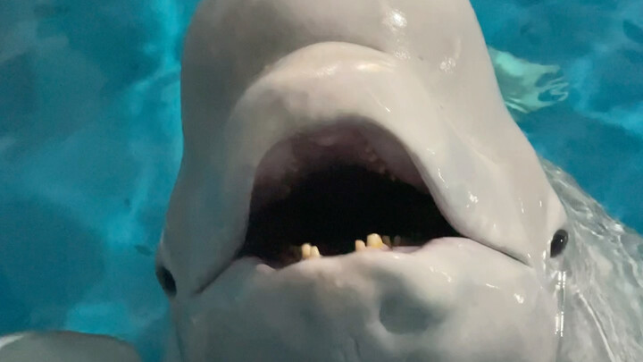 ปกติแล้ว วิดีโอที่ถ่ายไว้ทำให้ทุกคนรู้สึกว่าน้องดำมีนิสัยขี้หงุดหงิดมาก แต่ความจริงแล้วน้องดำนั้นมีน