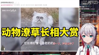 日本天然小姐姐看《动物潦草长相大赏》