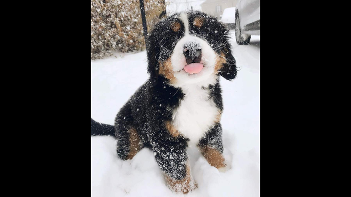 The Bernese Mountain Dog-have you seen any nice dog like this?
