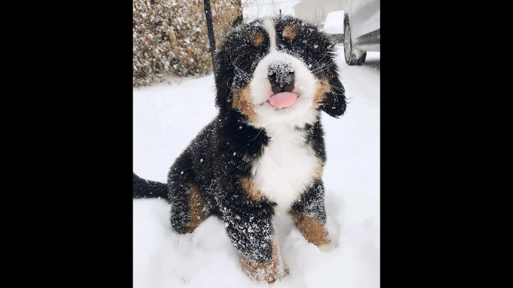 伯恩山犬，世界上真的存在这么好看的犬吗