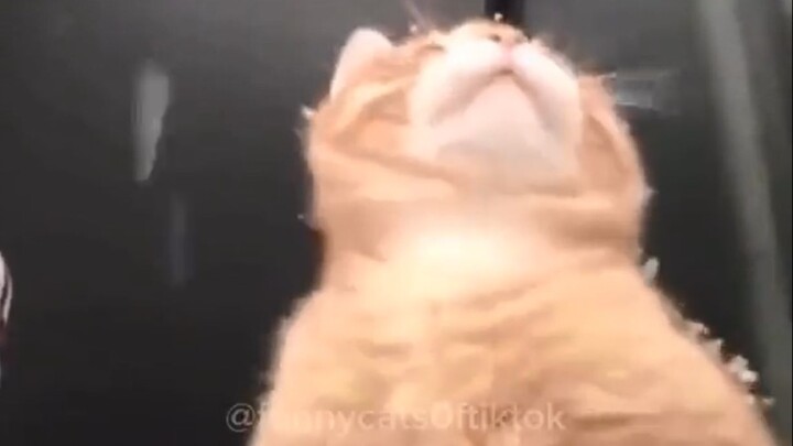 แมวในหิมะ