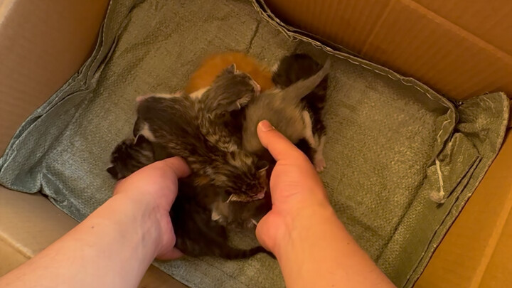 Saat memancing, aku nemu seekor kucing, dan setelah bawa pulang, dia melahirkan tujuh anak kucing un