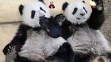 [Pandas ShuangShuang & ChongChong]Hello everyone! We are the Fat Bros!