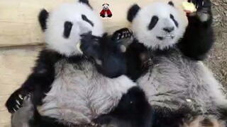 【大熊猫双双&重重】嘻嘻！大家好！我们是肥肠会吃正在长身体的大脚板儿胖兄弟๑乛◡乛๑