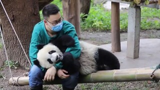 Panda Playing on a Swing