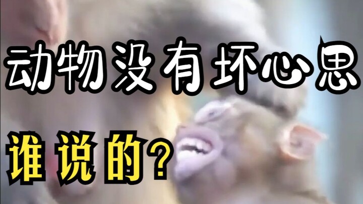 Animals can be mischievous once, or perhaps all their lives.