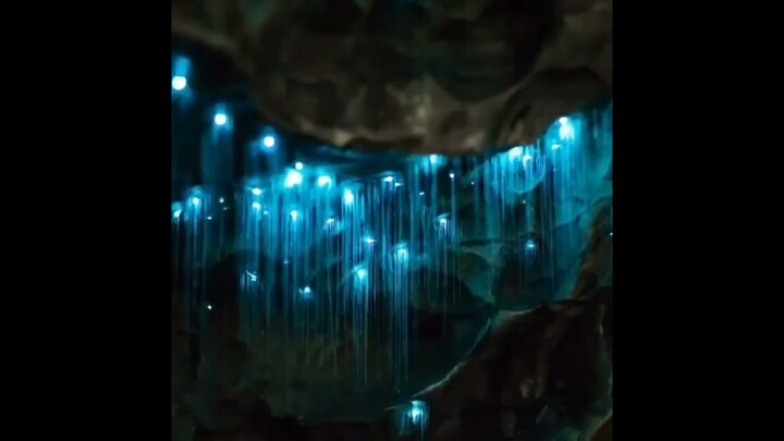 Glowworm Cave - Arachnocampa Luminosa in New Zealand #firefly #nature
