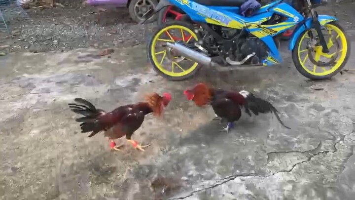 McLean Kelso VS McLean Hatch