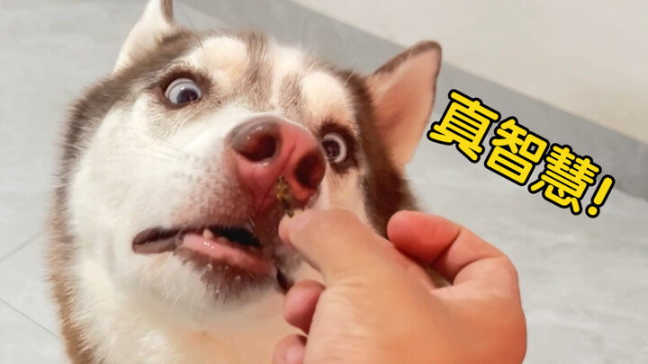 Husky: Kamu benar-benar membuatku bingung!