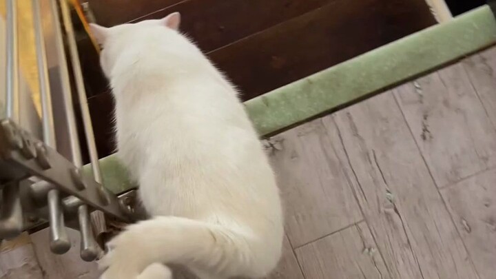 Aku benar-benar memelihara apa pun pasti hidup~