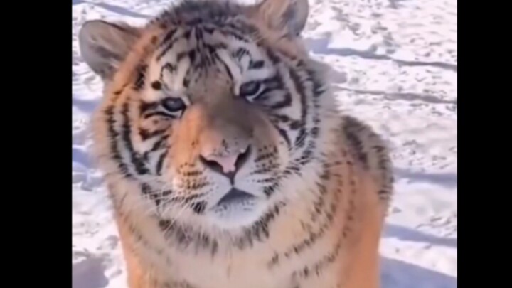 Animals are all so cute when they’re young~