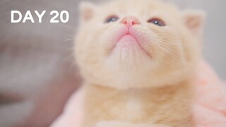 Fluffy Kittens Wake Up in Piggy Bag - Day 20 @ Baby Kittens Day 1 to Day 100 Lucky Paws Vlogs