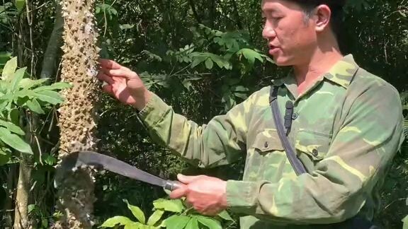 ai vàng gia vang mặt
