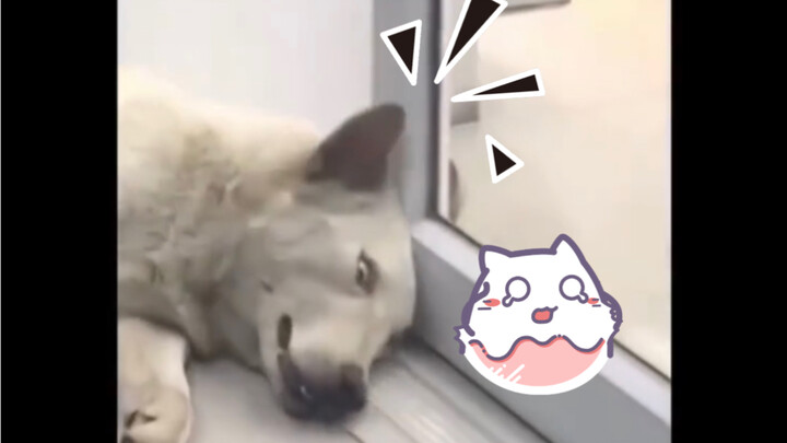 Momen Lucu Hewan Peliharaan Imut