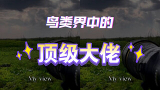 你了解鲸头鹳吗？感觉它是现实世界里的AK47版巴克比克🤔