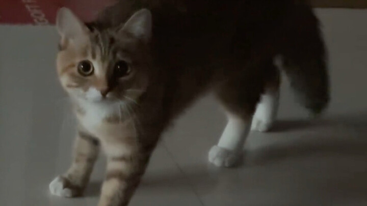 Soal Aku Main Petak Umpet sama Kucing Kecil
