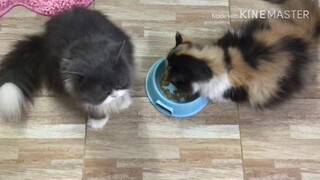 Funny Cats Sharing Foods