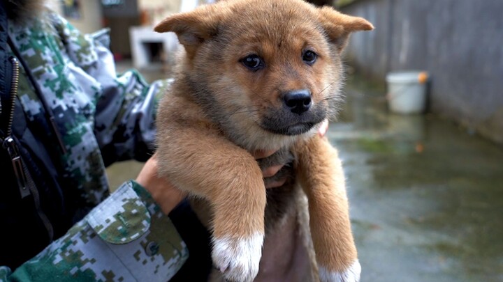 [Pets] It's Full Of Wild Flowers In The Mountain, And The Dog Was Wet
