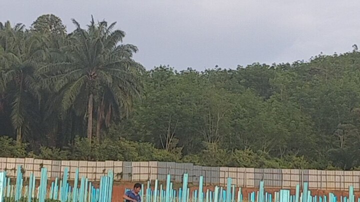 salam petani moderen # cili sakata 33 hst sistem fertigasi