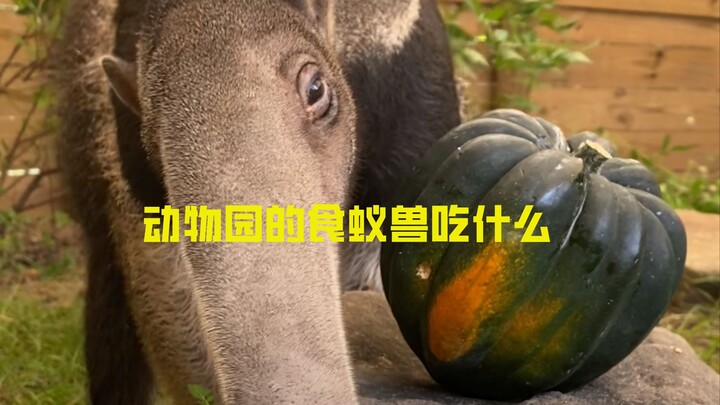 What does the anteater locked in the zoo eat every day?