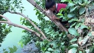 أخ صغير من قوانغشي يتسلق شجرة لمساعدة أخته في قطف الفاكهة البرية دون أي خوف