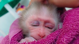 Napping Time!! Tiny adorable Luca has sweet memories with Mom, He is so happy