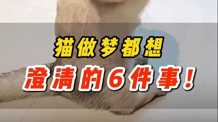 看完泪目😿猫做梦都想澄清的6件事...