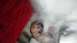 kucing lahiran sebnetar bnget cuma 3 menit