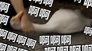 Goose: Kamu nggak sanggup main? Kamu nggak sanggup main? !!! ! !