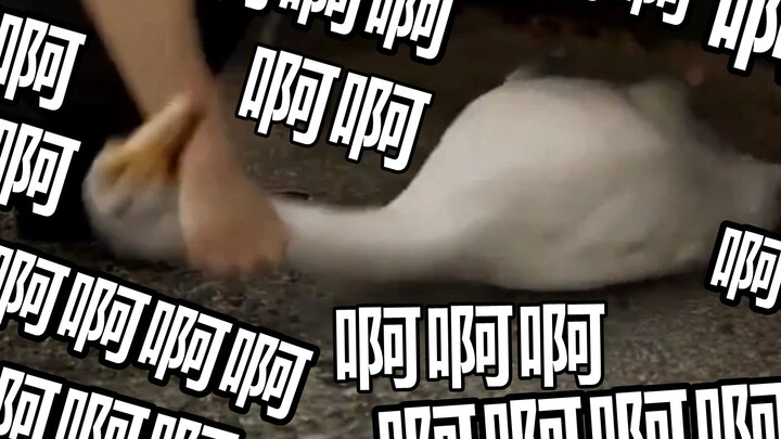 Goose: Kamu nggak sanggup main? Kamu nggak sanggup main? !!! ! !