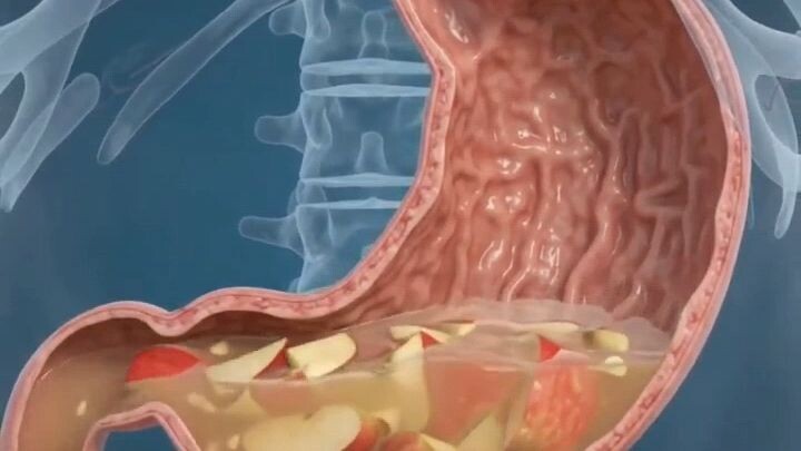 “What Happens Inside Your Body When You Eat an Apple? 🍎 | Fiber & Digestion”