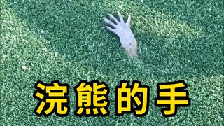 Raccoon hands need constant access to water!