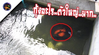 กุ้งอะไรตัวใหญ่มากอยู่ในบ่อกุ้งก้ามกรามสไตล์korattv