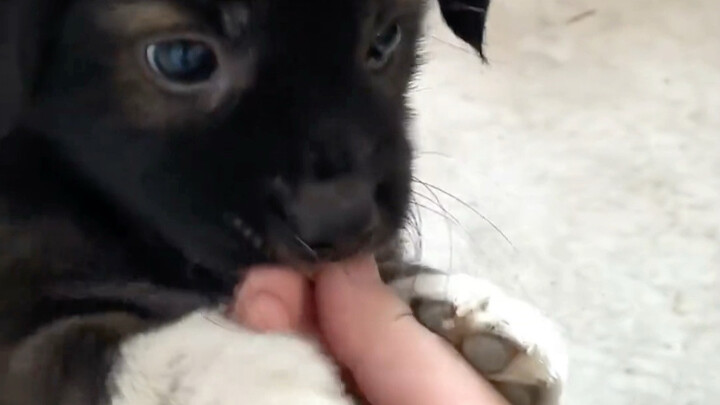 أول شيء أفعله عند العودة إلى المنزل هو اللعب مع الجرو.