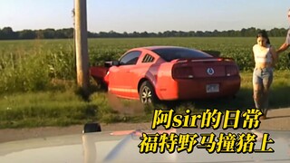 Kehidupan sehari-hari A Sir: Babi menabrak pohon, sepertinya kamu yang menabrak babi itu, ya?