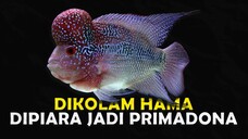 APAKAH LOUHAN MASIH LAYAK UNTUK DIPIARA SAAT INI ?