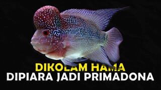 APAKAH LOUHAN MASIH LAYAK UNTUK DIPIARA SAAT INI ?