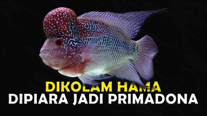 APAKAH LOUHAN MASIH LAYAK UNTUK DIPIARA SAAT INI ?